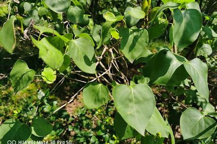 丁香花叶子发红(丁香花叶尖发黑是怎么回事)