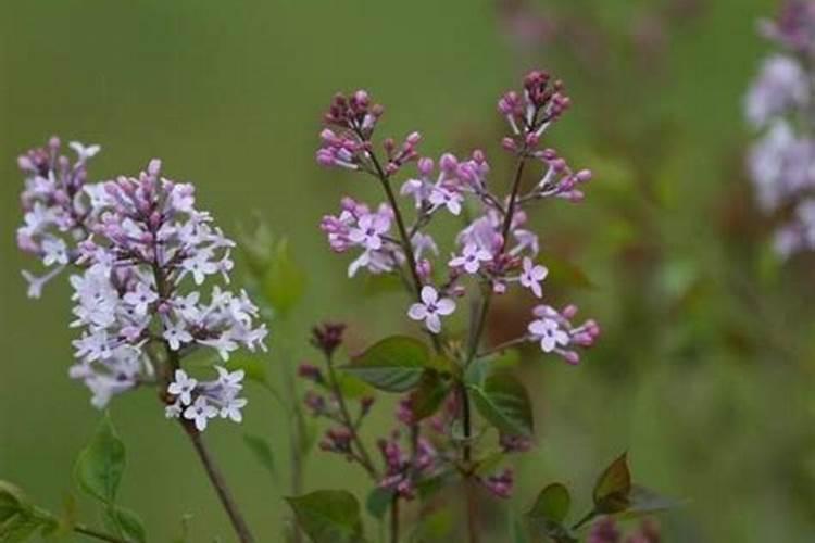 丁香花叶子发黄怎么办