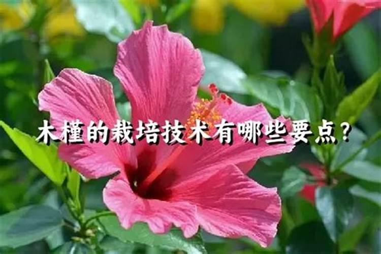 草莓施肥的方法