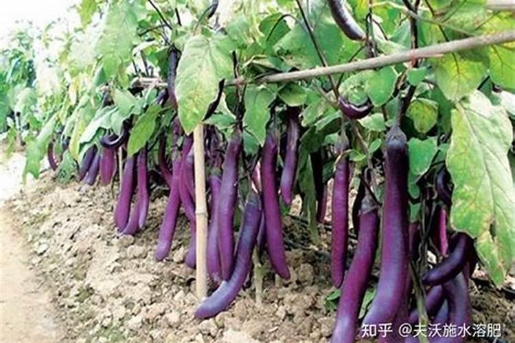 茄子施什么肥最好