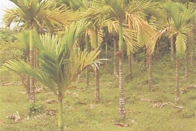 黄腐酸钾槟榔苗期能用吗