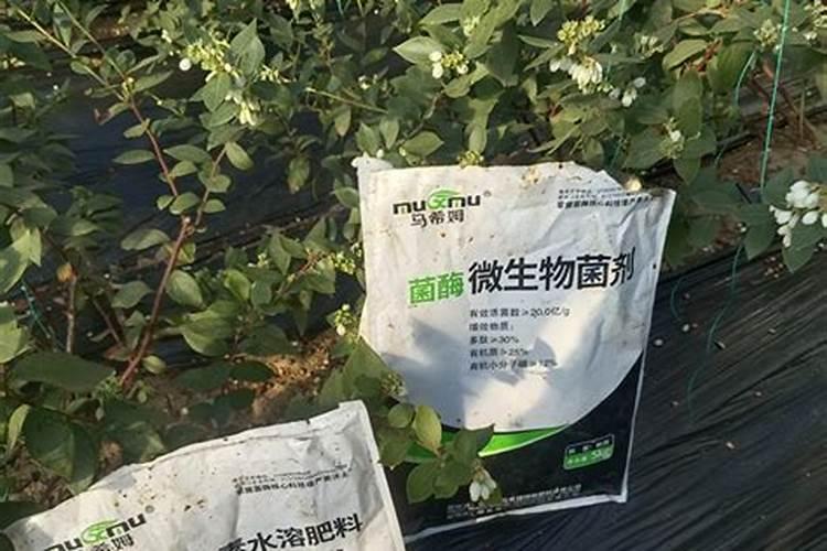 荔枝种植多久浇水