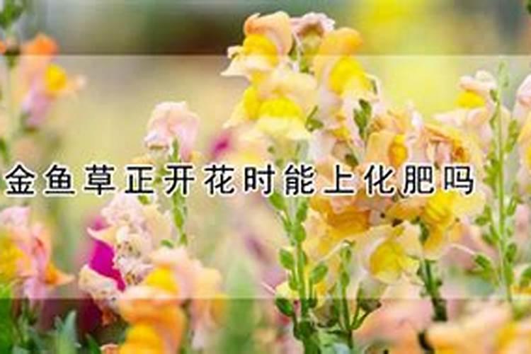 0.15%芸苔素理化性质