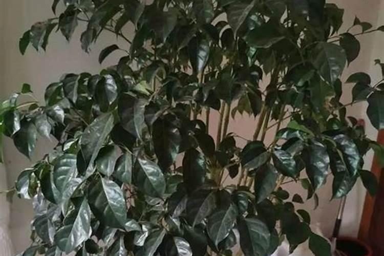 磷肥含磷与二铵含磷是一种磷吗？
