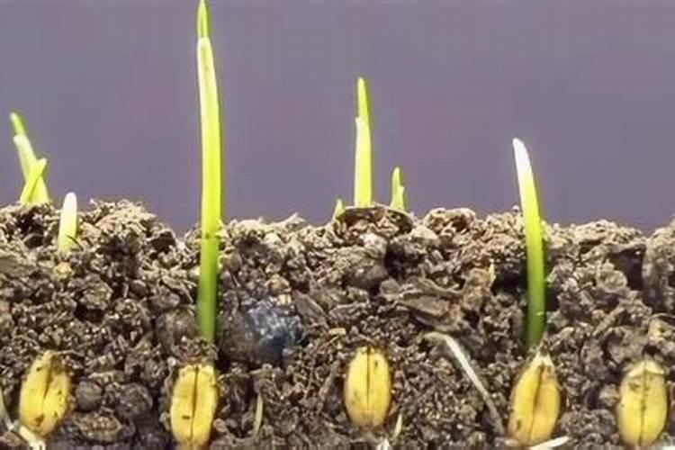 小麦种植的方法
