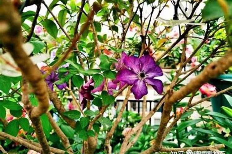复合肥可以种花吗