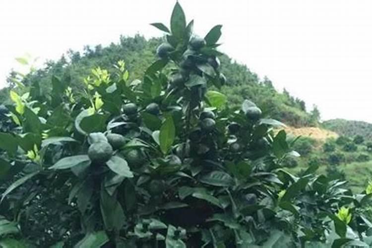 养兰花用什么肥料最好  促进兰花生根发芽的肥料