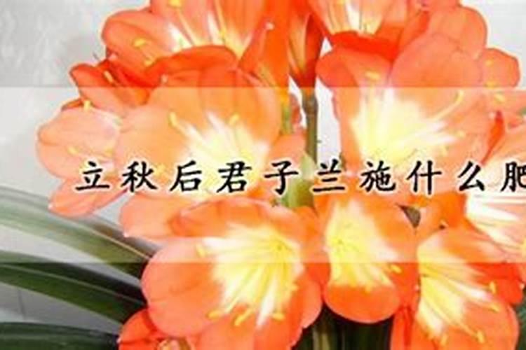 海棠花喜肥吗 喜欢施什么肥料