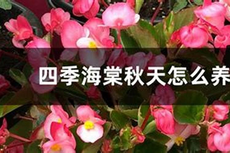 海棠花的施肥方法