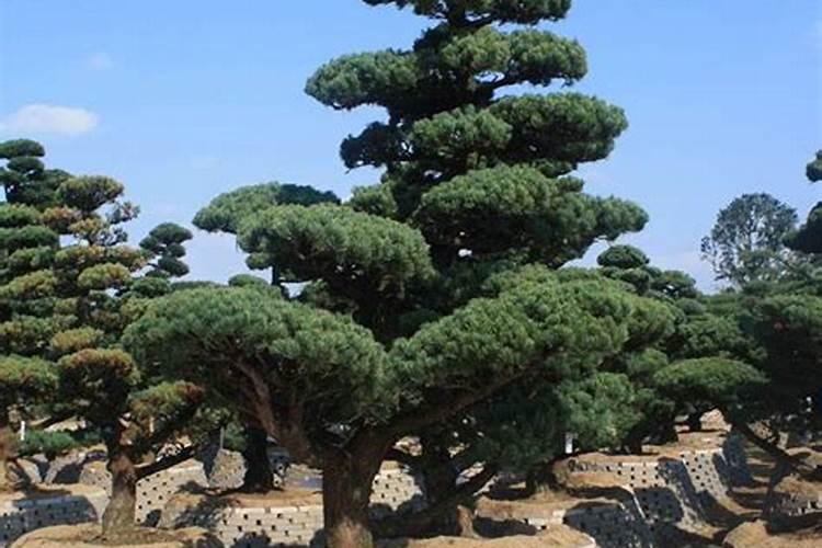 芸苔素可以促进作物早熟吗？