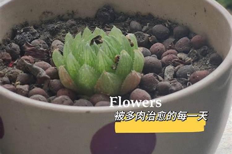 多肉施什么肥最好
