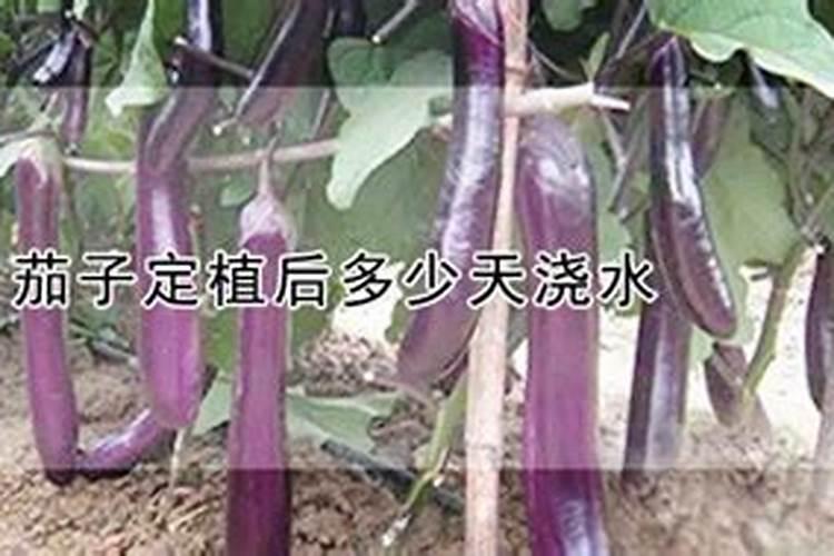 茄子施什么肥最好