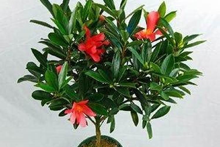 茶花一年四季施肥技巧