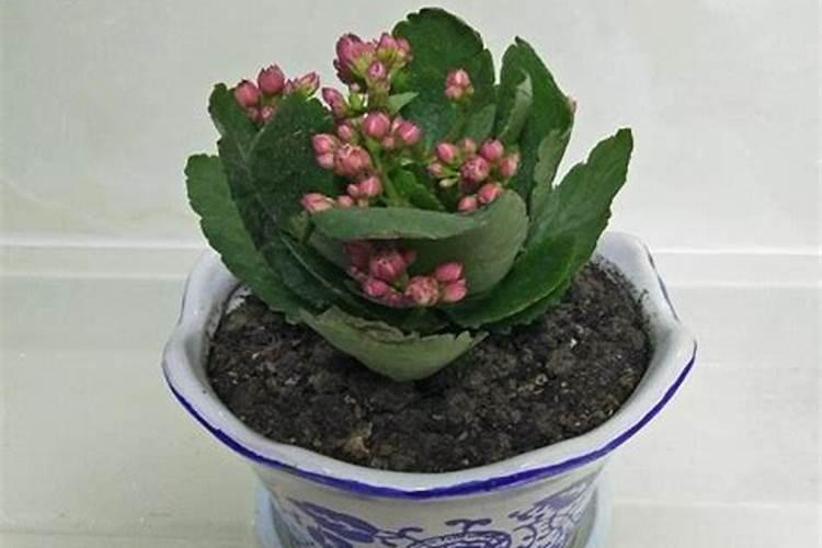 长寿花施什么肥最好