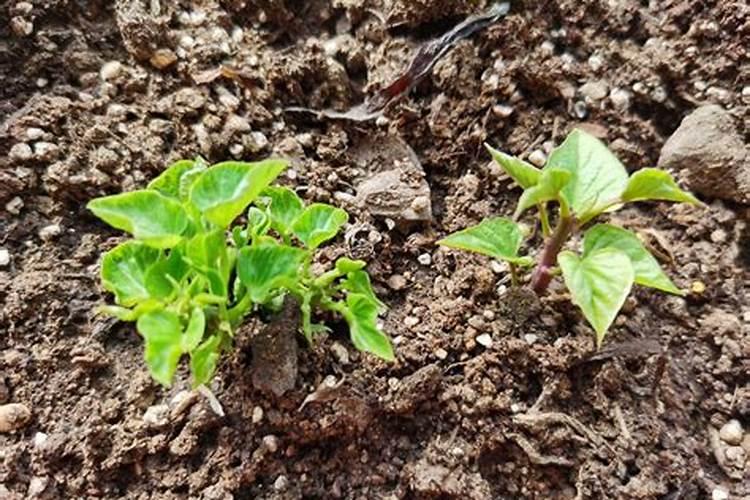 农用红薯宝宝叶面肥什么时候使用？