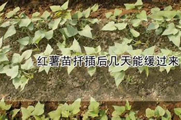 红薯苗喷什么叶面肥生长快,红薯苗什么时候种植好