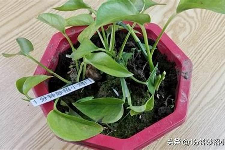 懒人养花通用肥料有哪些  室内养花用什么肥料最好