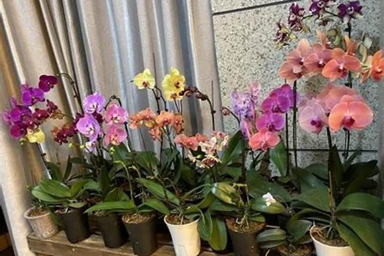 吊兰什么时候施肥最好