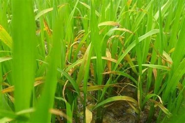 水稻苗床地央盘下喷了一便甲托还能喷土壤杀菌剂吗喷啥药