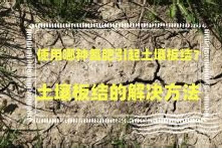 玫瑰施肥方法,用什么肥好