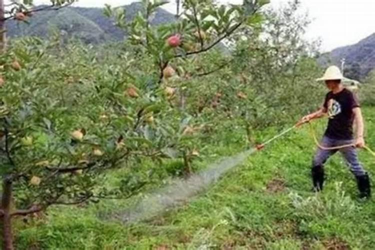 苹果树的钾肥少不了,苹果树什么时候施钾肥好？