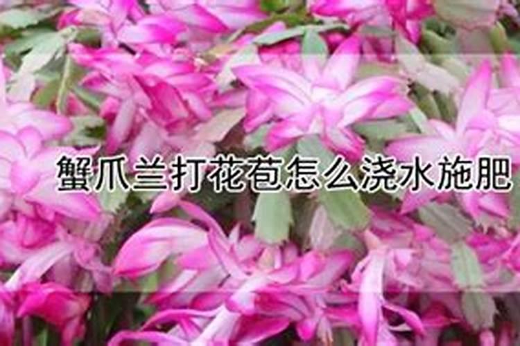 蟹爪兰带小花苞可以施肥吗 施肥注意事项