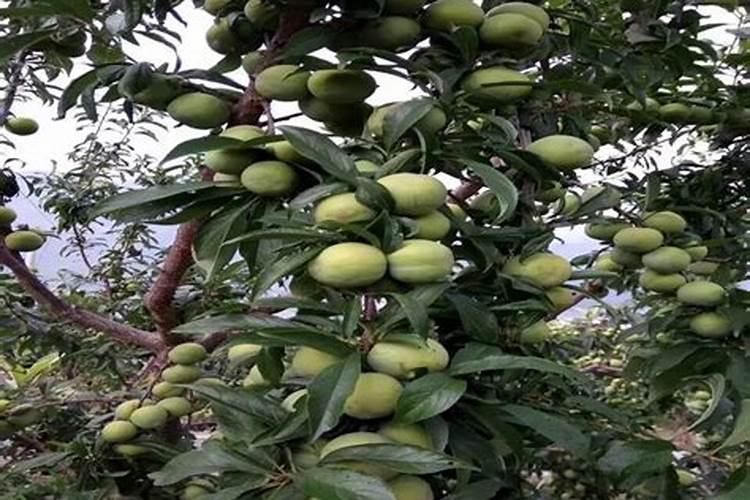 油菜什么时候施硼肥