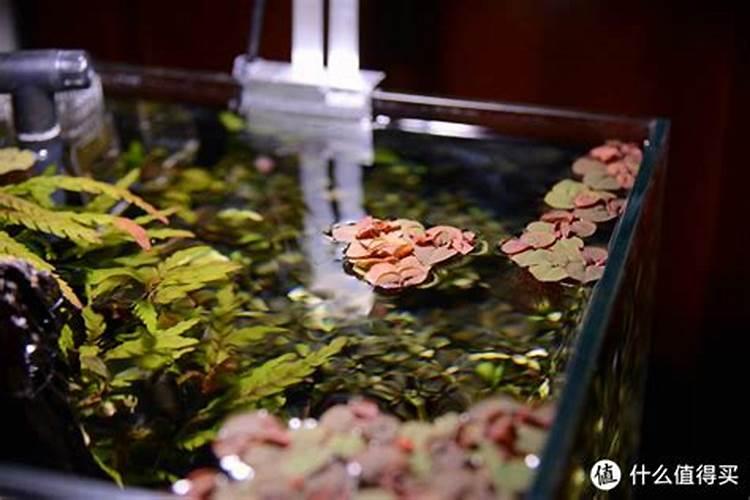 西红柿的种植用什么肥料好