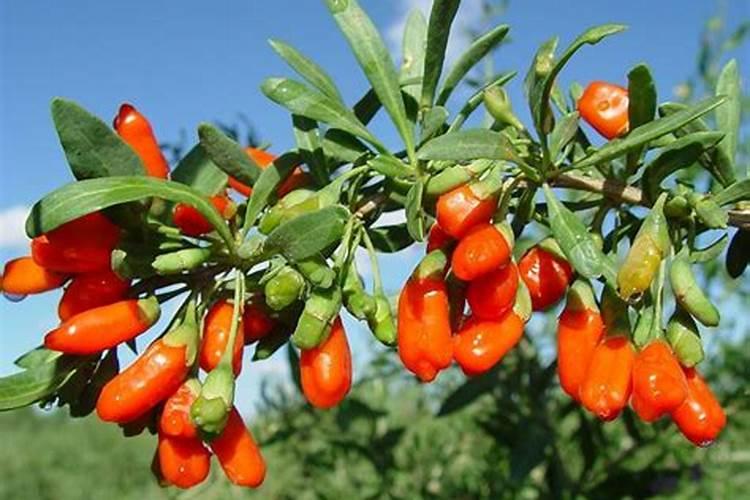 种植蓝莓怎么施肥