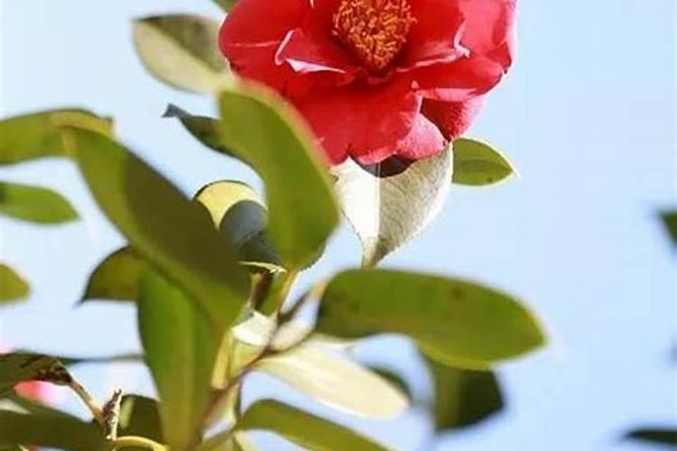 磷酸二氢钾喷花叶好吗