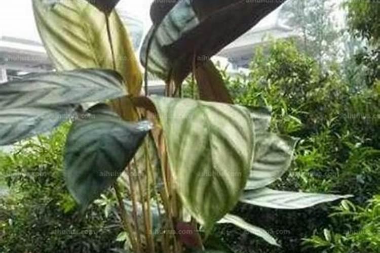 飞羽竹芋的养殖方法及注意事项