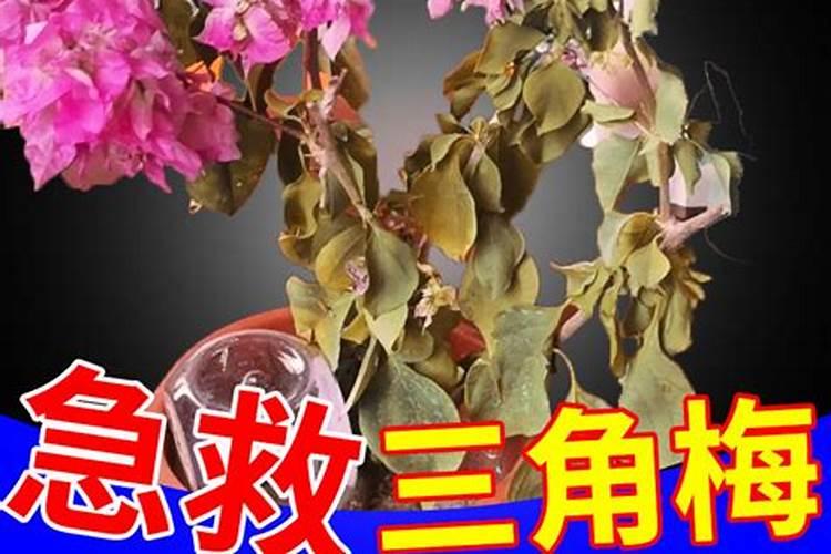 玉米杆腐烂是什么肥