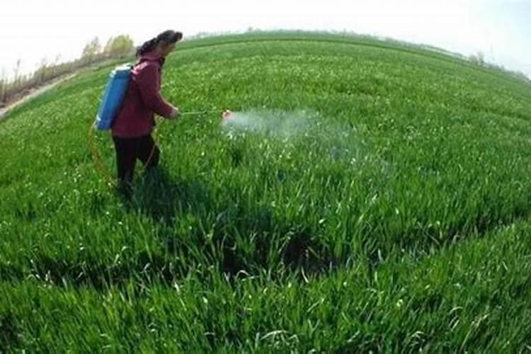 喷过量的叶面肥种植物会怎么样？