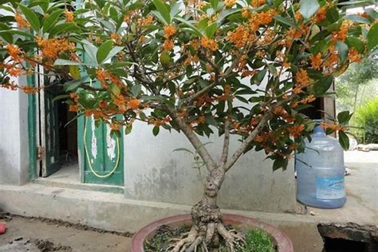 小麦打芸苔素好吗