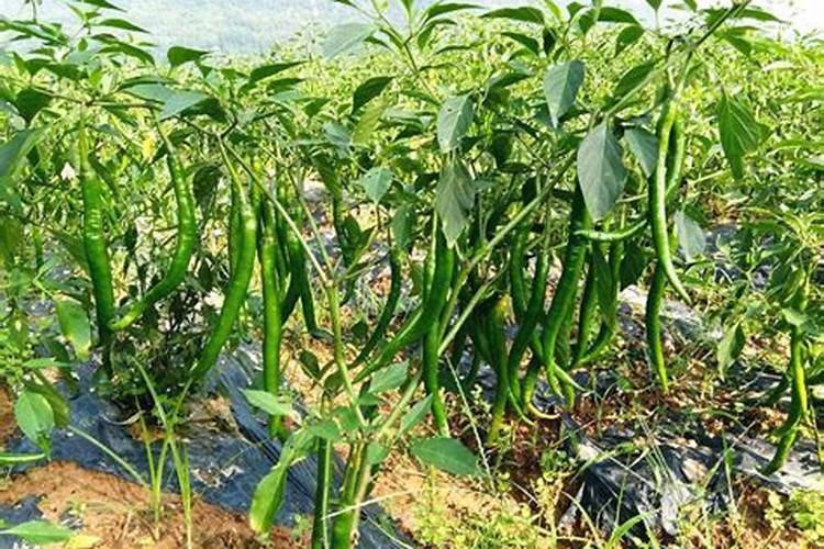 云苔素拌麦种用量 云苔素的使用方法