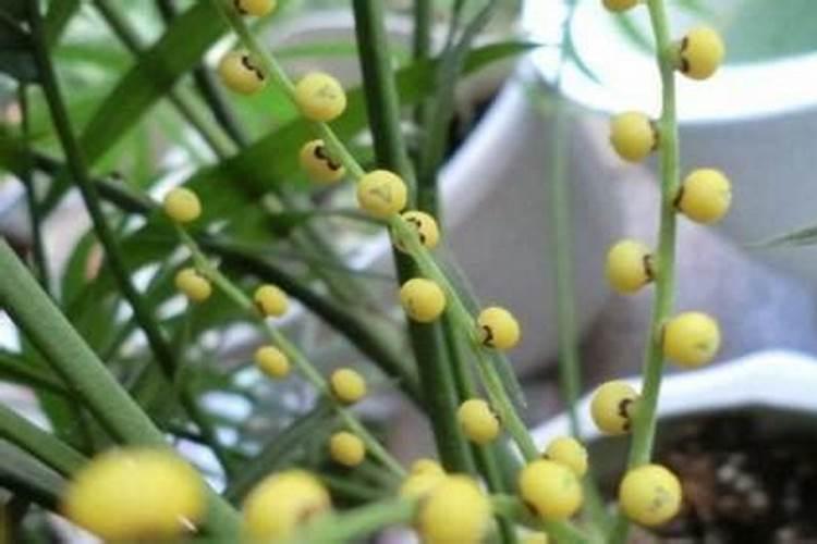 水培铜钱草水里要放什么肥料