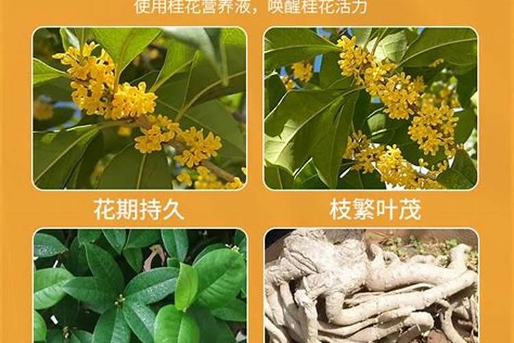 桂花施什么肥料最好