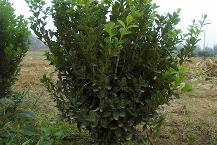 露地种植茄子,如何获得高产？要注意什么问题？