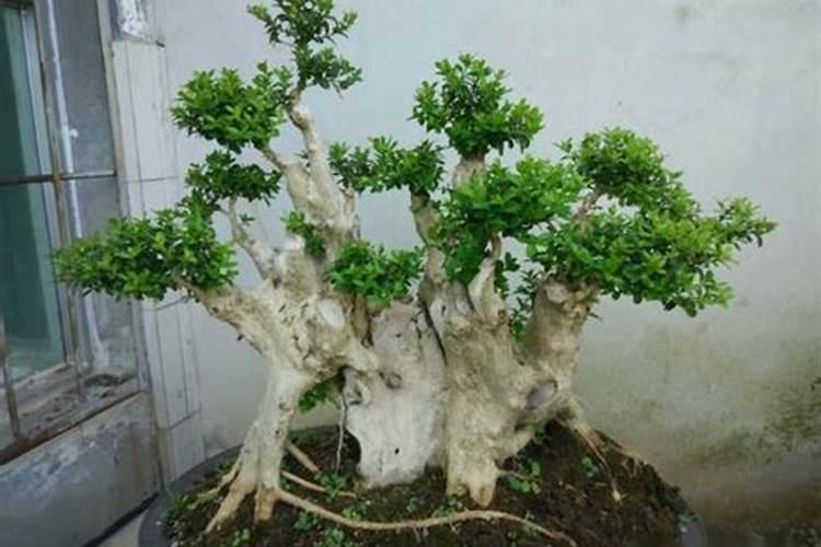 小麦冬前要喷芸苔素吗