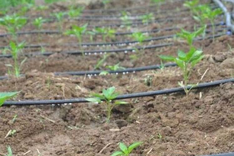 种豆角用什么肥料最好 种豆角用磷酸二氢钾肥可以吗