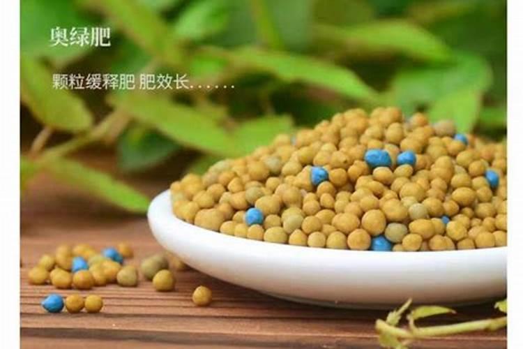 花土表面长出来的黄色颗粒是什么