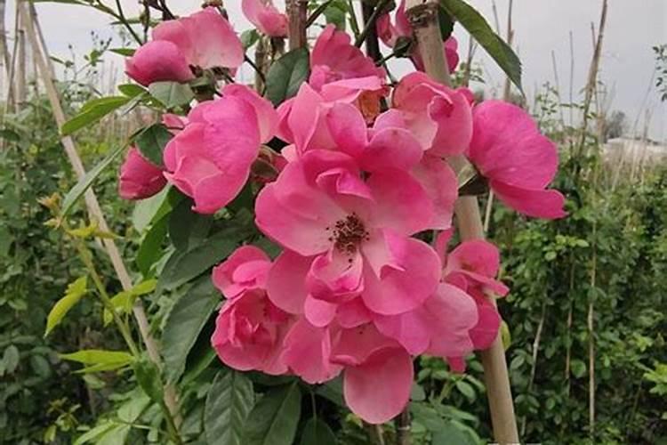 怎样给月季花上花肥