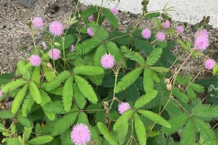 含羞草植物种植用什么肥料