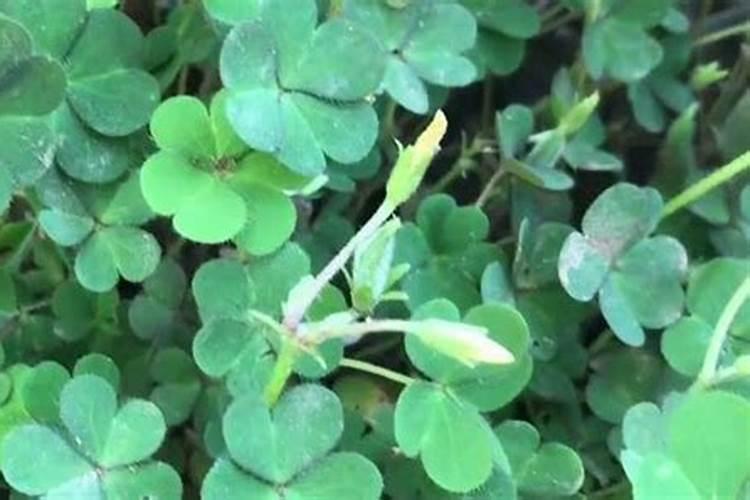 多肉植物的正确养殖方法