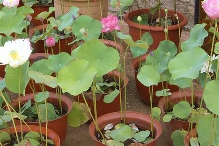 荷花叶边干了怎么回事