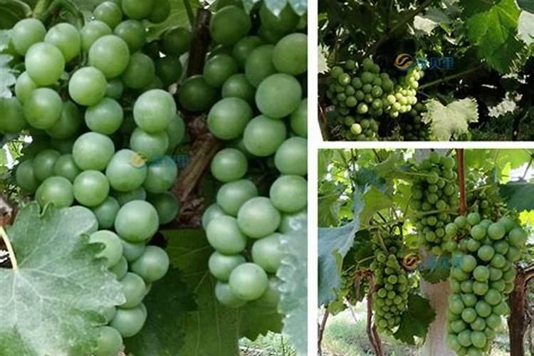 硝酸钾、硫酸钾、磷酸二氢钾、氯化钾都是钾肥,有什么不一样？