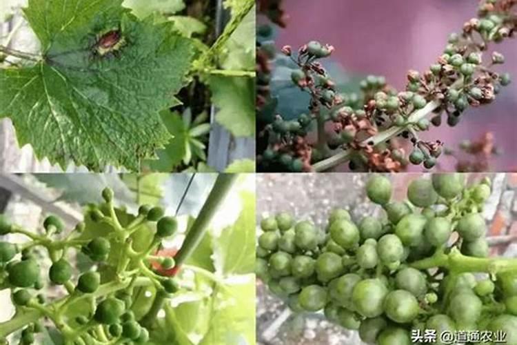 硼肥有哪些作用 硼肥的9大施用误区