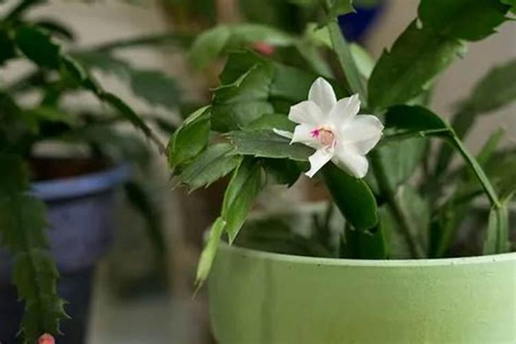 蟹爪兰怎么养才好,5个要点让蟹爪兰又壮花又多