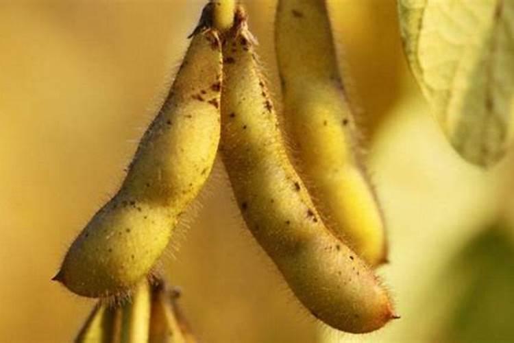 大豆花期喷什么叶面肥好