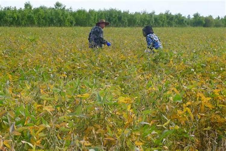 豆角生长需要施加什么样的肥料？